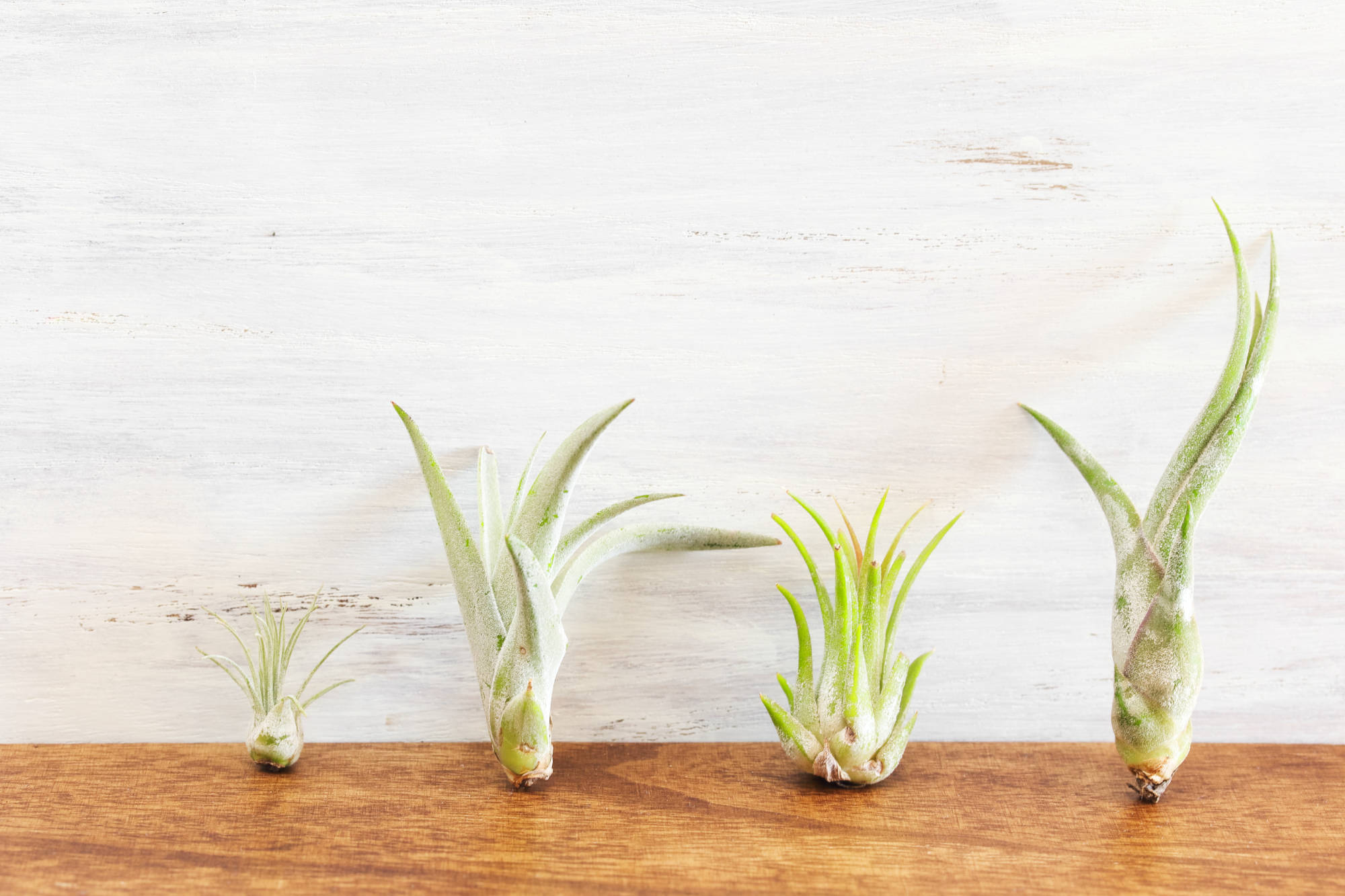 air-plants Renovation